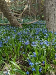 Scilla siberica
