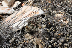 Echinocereus davisii