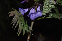 Jacaranda obtusifolia