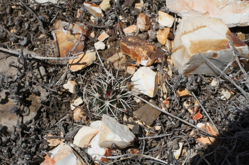Image of Echinocereus davisii by (c) Reid Hardin, some rights reserved (CC BY)