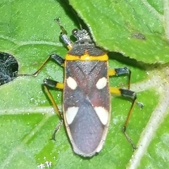 Acinocoris