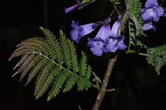 Jacaranda obtusifolia