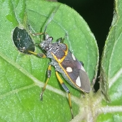 Acinocoris