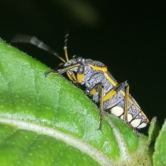 Acinocoris