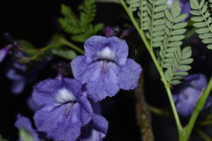 Jacaranda obtusifolia