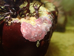 Phymatolithon lenormandii