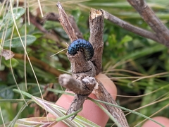 Trirhabda flavolimbata