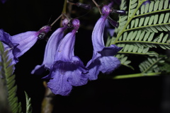 Jacaranda obtusifolia