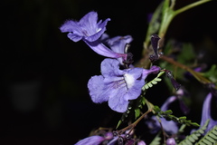 Jacaranda obtusifolia