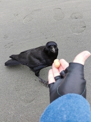 Corvus brachyrhynchos