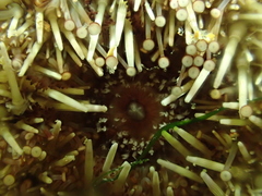 Psammechinus miliaris