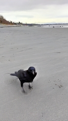 Corvus brachyrhynchos