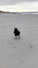 Corvus brachyrhynchos