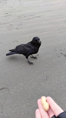 Corvus brachyrhynchos
