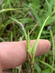 Scleria oligantha