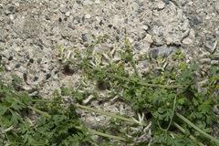 Fumaria judaica judaica