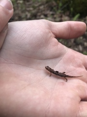 Desmognathus wrighti