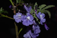 Jacaranda obtusifolia