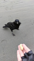 Corvus brachyrhynchos