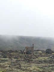 Odocoileus virginianus ustus