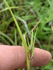Scleria oligantha