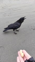 Corvus brachyrhynchos