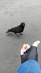 Corvus brachyrhynchos