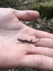 Desmognathus wrighti