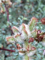 Mimosa australis