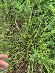 Scleria oligantha