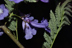 Jacaranda obtusifolia
