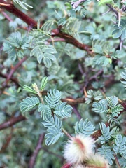 Mimosa australis
