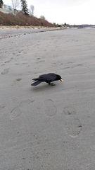 Corvus brachyrhynchos
