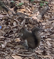 Sciurus carolinensis