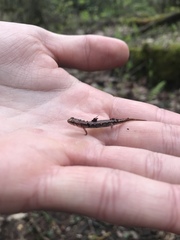 Desmognathus wrighti