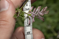 Fumaria judaica judaica