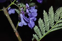 Jacaranda obtusifolia