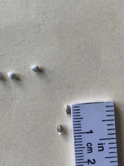 Scleria oligantha