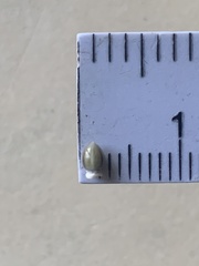 Scleria oligantha