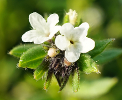 Buglossoides incrassata