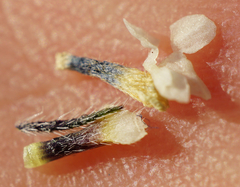 Buglossoides incrassata