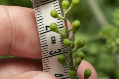 Fumaria judaica judaica