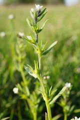 Buglossoides incrassata