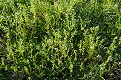 Buglossoides incrassata