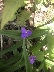 Tradescantia ernestiana
