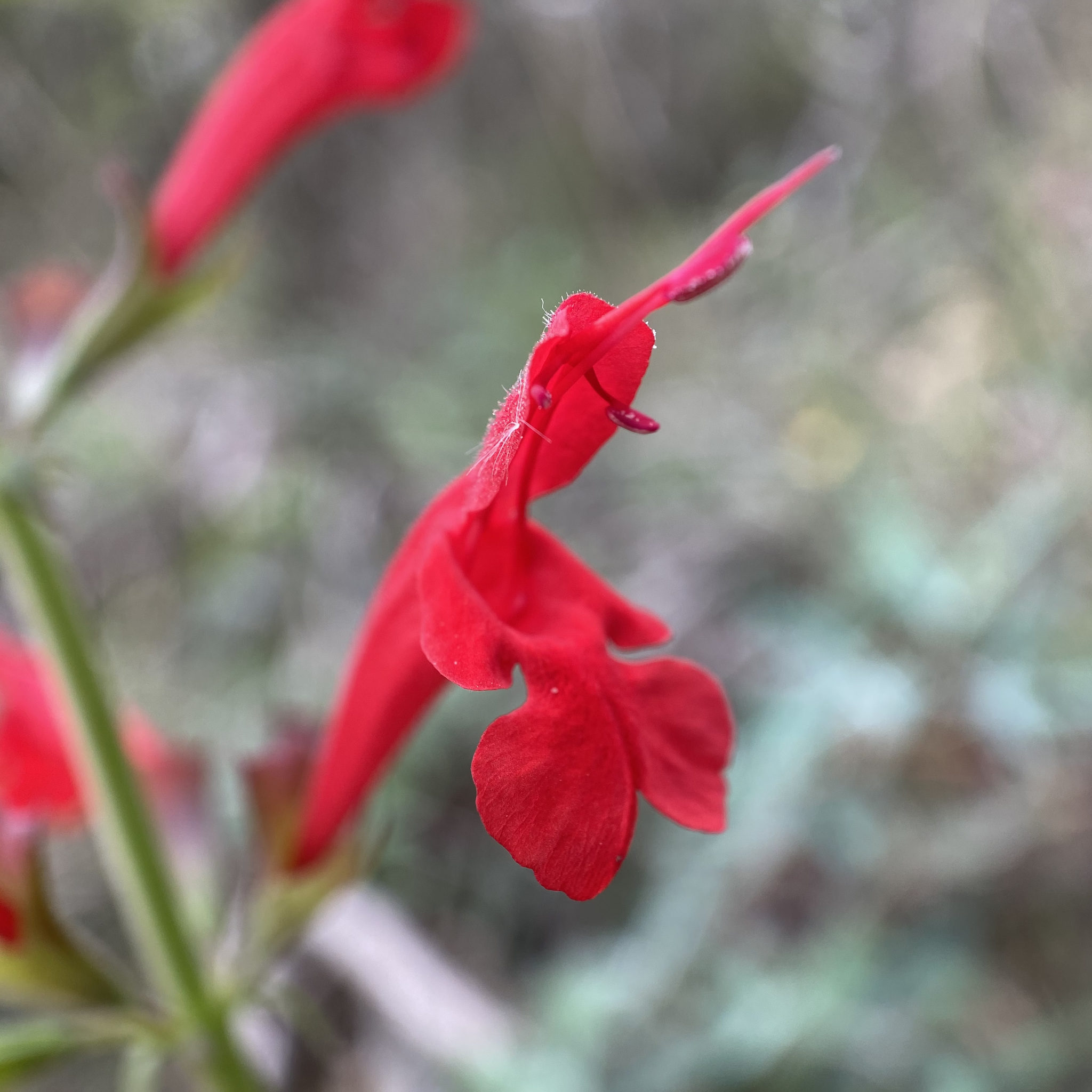 Salvia roemeriana