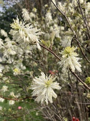 Fothergilla gardenii