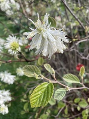 Fothergilla gardenii