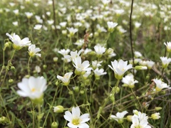 Mononeuria nuttallii