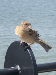Passer domesticus
